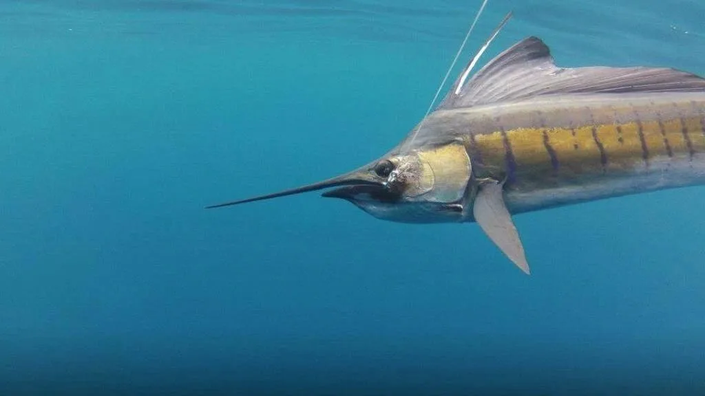 Ensenada Fishing Regulations: What Every Angler Needs to Know