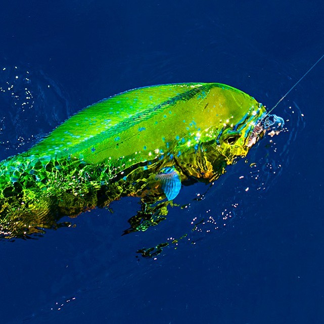 Dorado capturado con señuelo en el mar