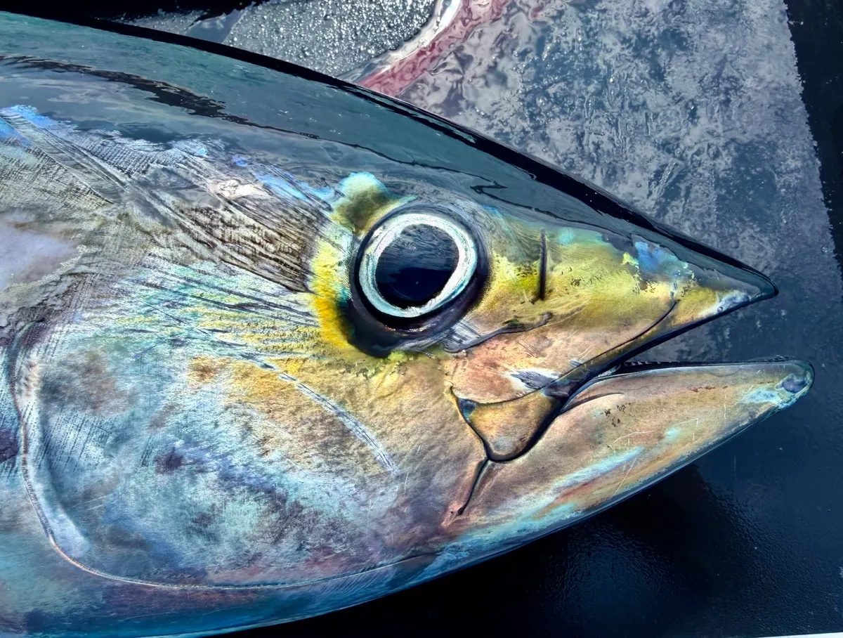 Primer plano de un atún aleta amarilla capturado por Fishco