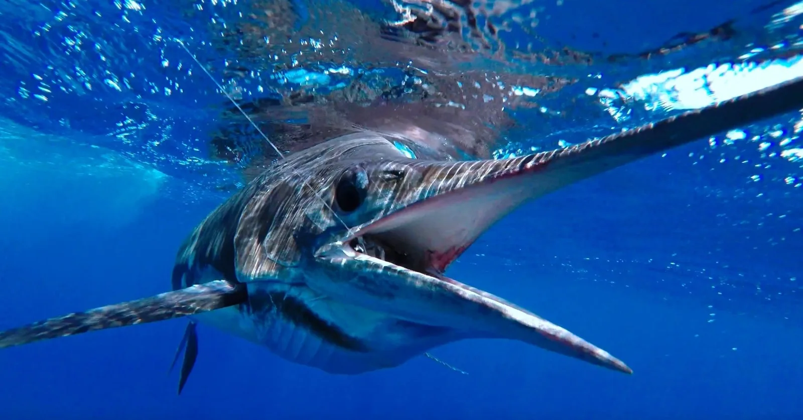 the Best Fishing Season in Loreto