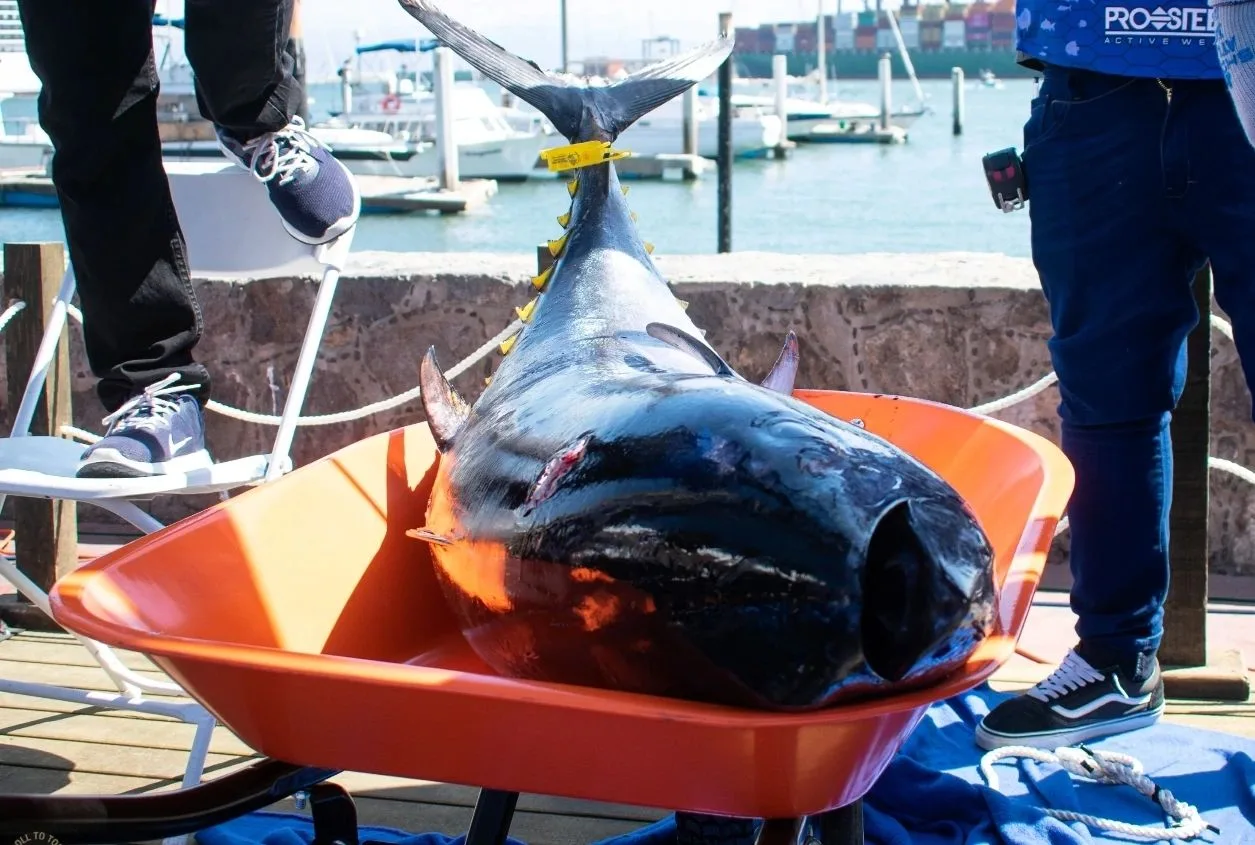 Ensenada's Premier Bluefin Tuna Tournament
