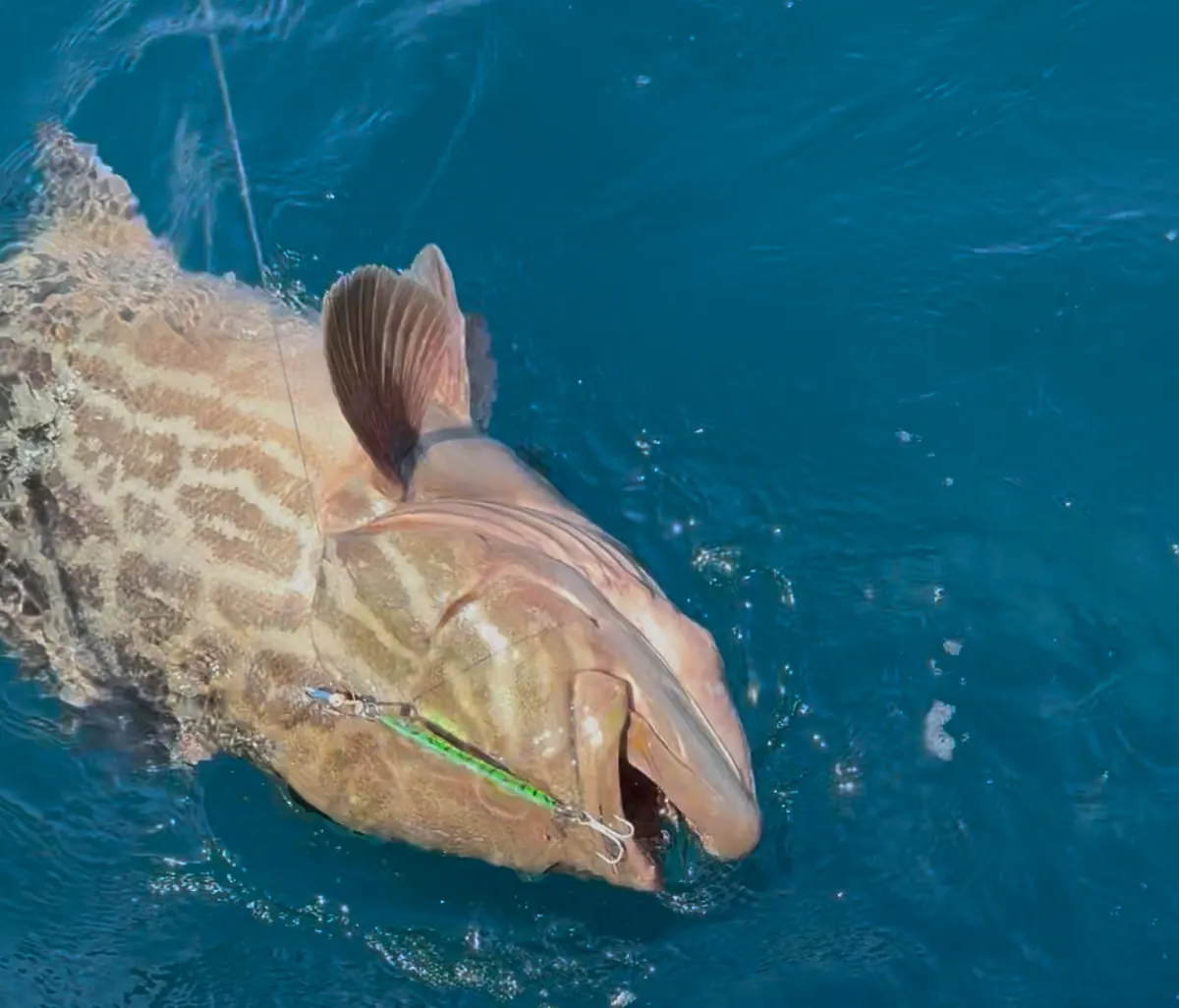 Cabrilla capturada en pesca real con jig