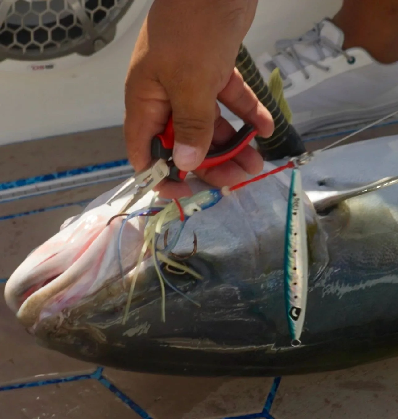 Baja Winter Jigging