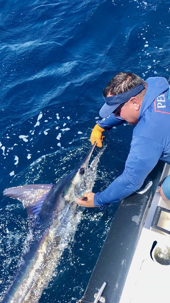 Marlín liberado en una pesca real en México