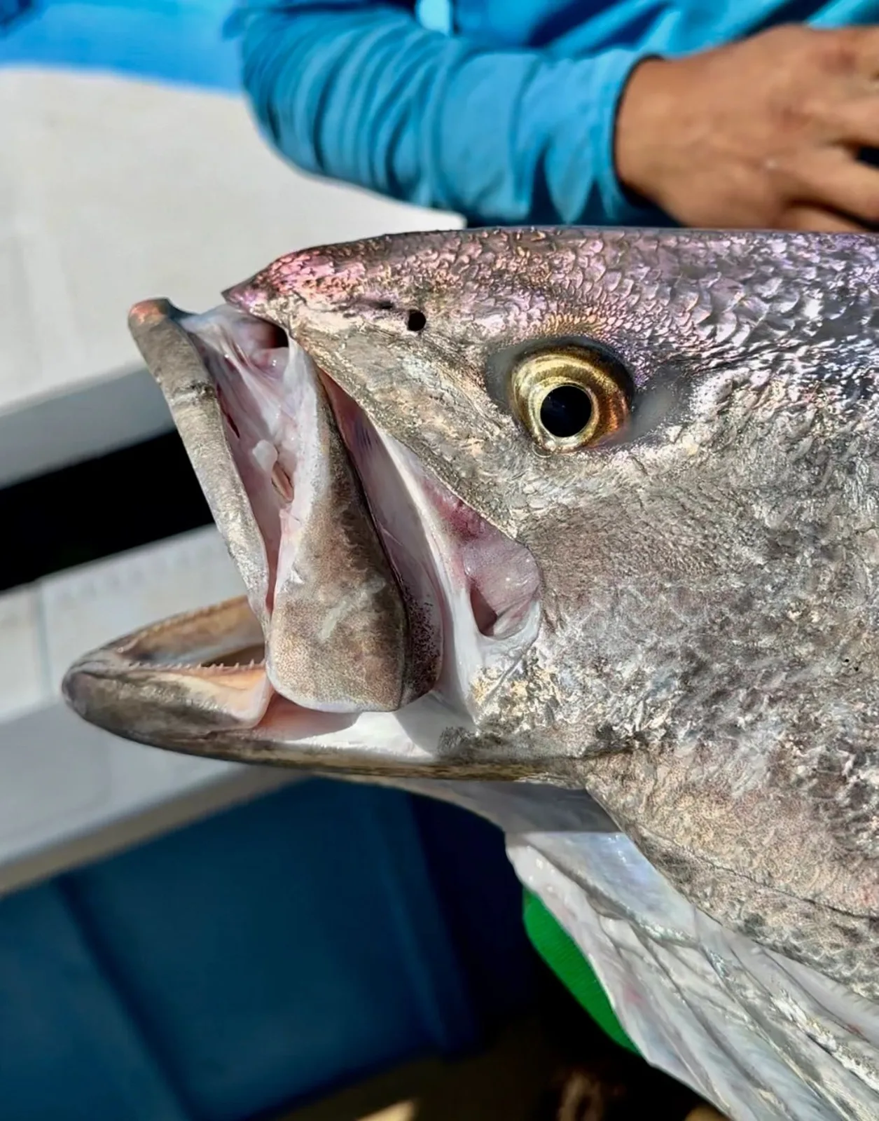 Jigging for White Sea Bass in Guerrero Negro
