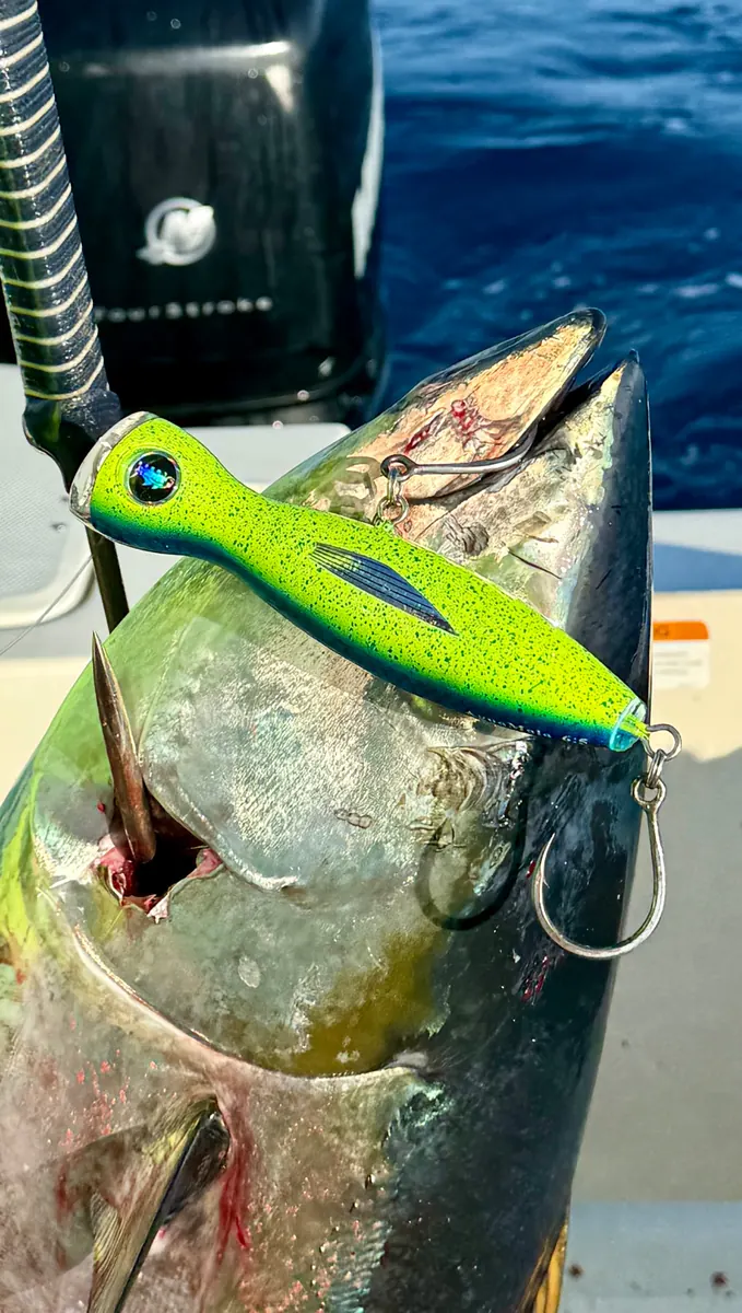 Popper sobre un atún aleta amarilla capturado en pesca real