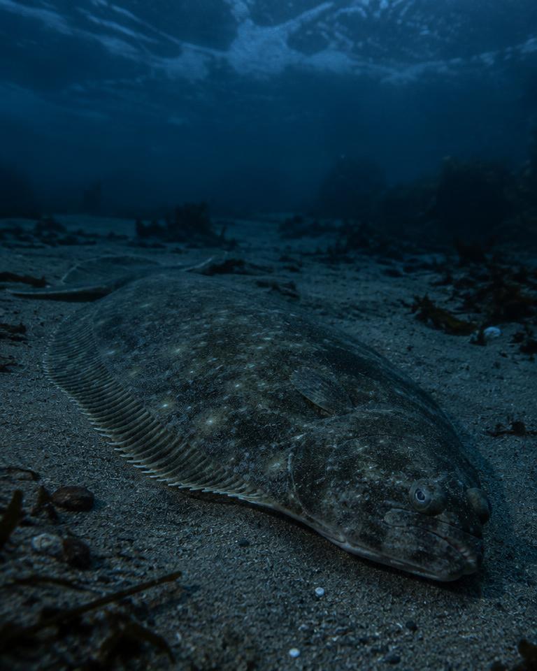 Halibut / Lenguado