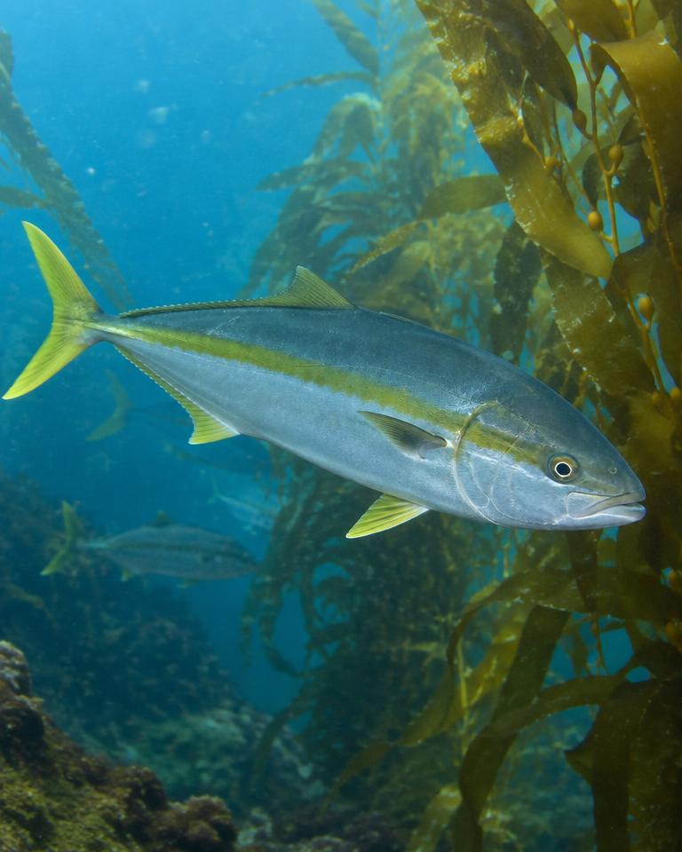 Yellowtail / Jurel