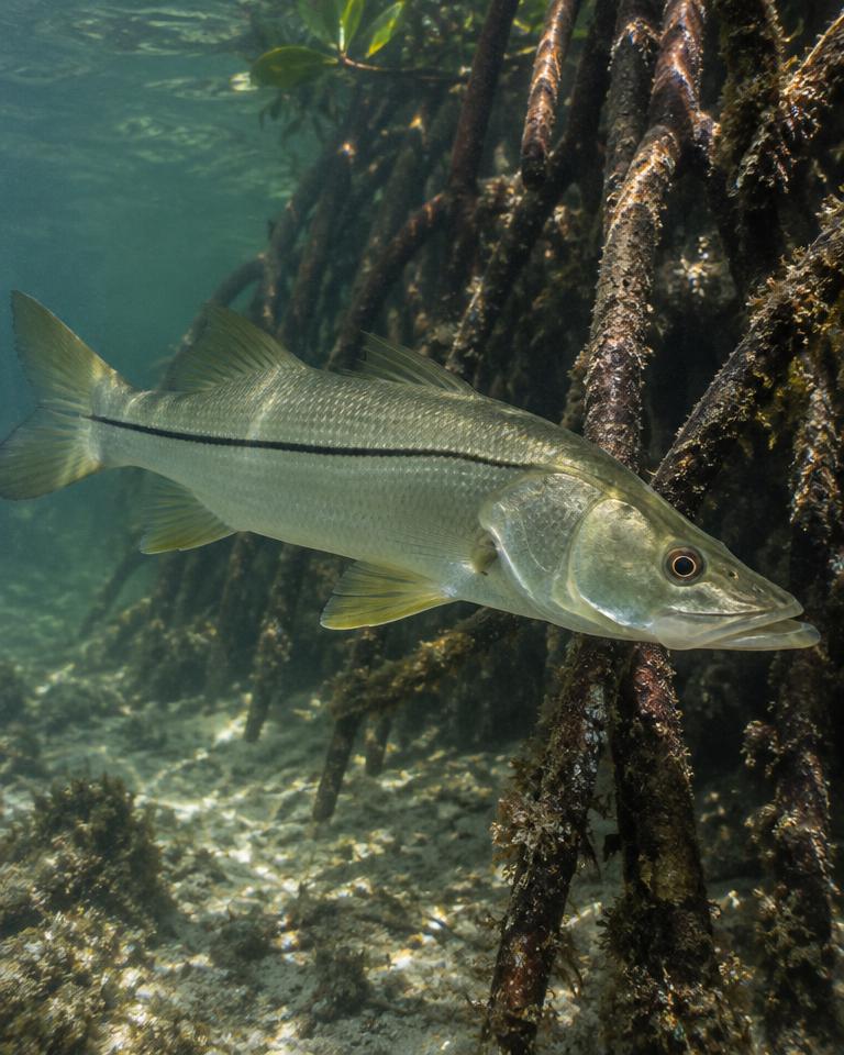 Robalo